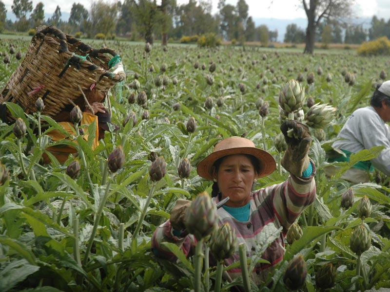 En 27% se incrementó la exportación de alcachofa