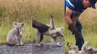 Koala da “pelea” para no ser rescatado en medio de una carretera en divertido video viral