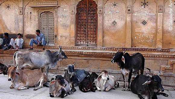 India: gobierno arranca con defensa de vacas y cruzada moral
