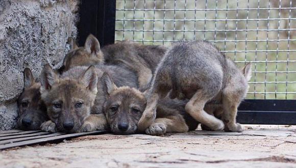 Zoológico acoge siete crías del amenazado lobo mexicano para salvar especie