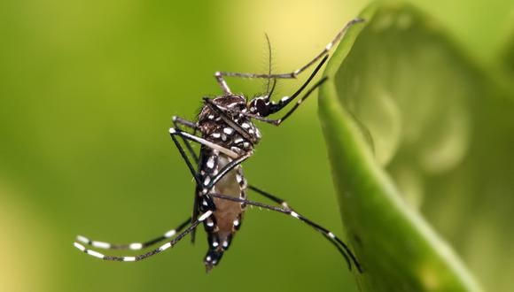 Zancudos “nucleares” enfrentarán al virus del Zika en Brasil