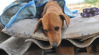 Empleados municipales asesinan con veneno a perros callejeros (VIDEO)