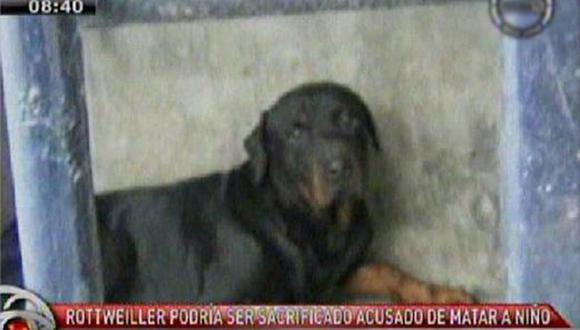 Piden arresto domiciliario para perro acusado de matar a niño [VIDEO] 
