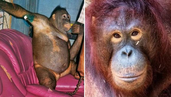 La triste historia de Pony, la orangután que era maquillada para ser prostituida en Indonesia