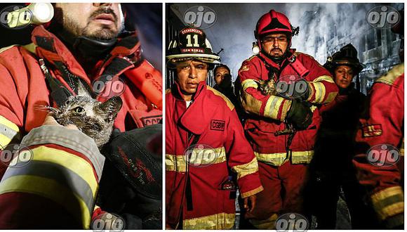 Incendio en Las Malvinas: gatito que se perdió en el humo por fin fue rescatado (FOTOS)