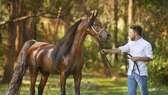 ​Celebran la milenaria raza del caballo árabe con cabalgatas y subastas