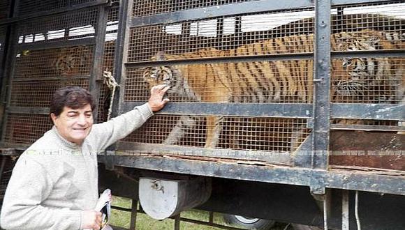 ​Denuncian a dueño de circo por maltrato a tigres