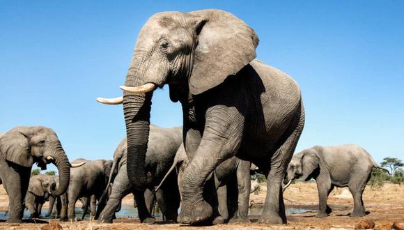 Elefantes deben ser protegidos, pero ahora piensan en cazarlos, lo que sería un crimen.