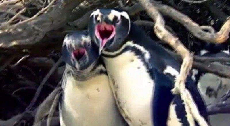¡Pelea de pingüinos! La sangrienta batalla al encontrar a su novia con amante (VIDEO)
