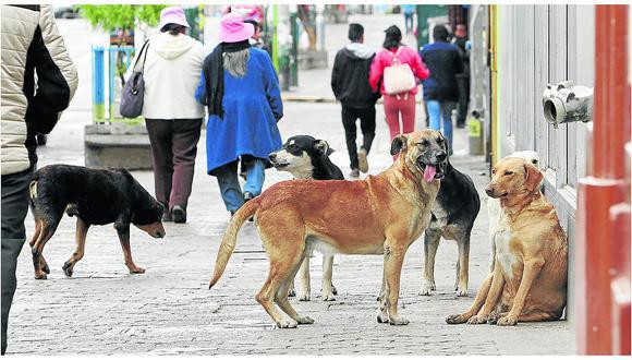 Se calcula que en el Perú existen más de seis millones de perros abandonados. (Foto archivo referencial GEC)