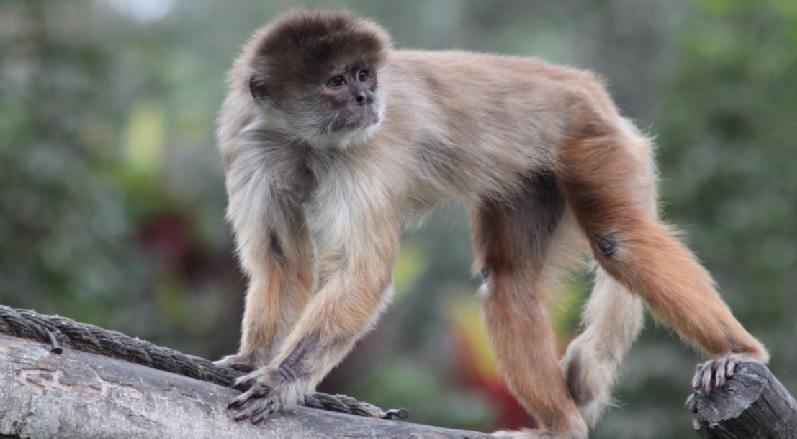 Año del Mono: El Parque de las Leyendas te invita a conocer sus 21 especies 