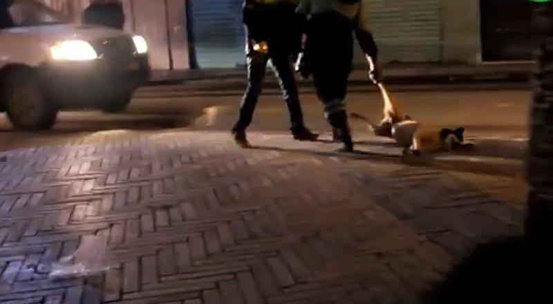 YouTube: Matan a perros a tiros en plena calle y lo filman   