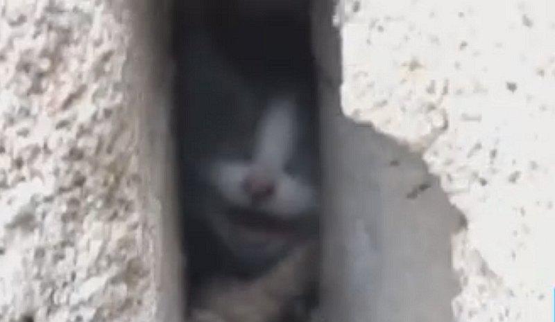 El impactante rescate de un gato atrapado entre dos paredes | VIDEO