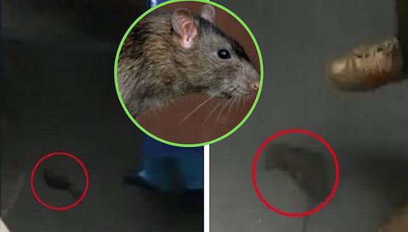 Encuentran ratas en el hospital Dos de Mayo (VÍDEO)