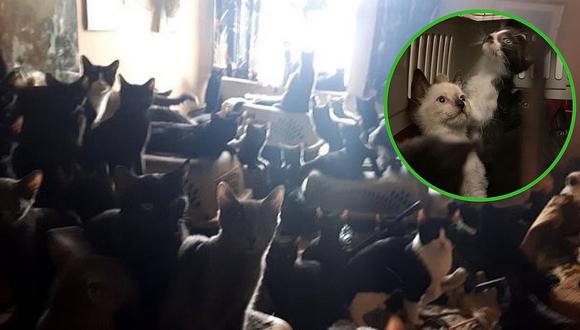 Más de 300 gatos fueron encontrados abandonados en un departamento