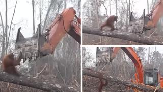 Orangután pelea con una excavadora para proteger su hábitat