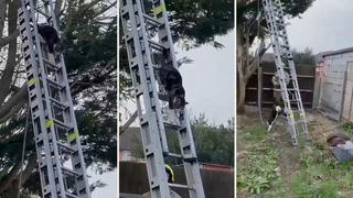 Bomberos acuden a rescatar a gato atrapado en un árbol, pero logra bajar sin ayuda | VIDEO