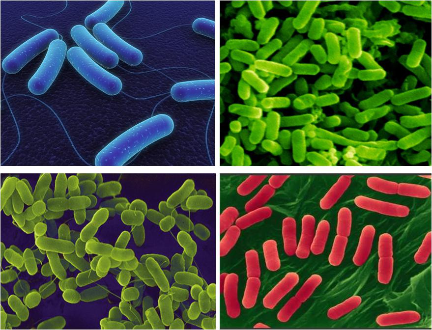 Investigadores proponen método para reducir bacteria E.coli en alimentos