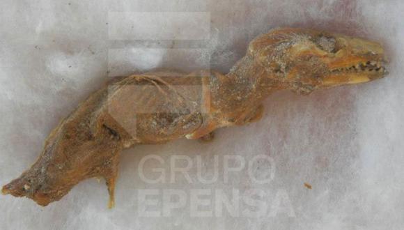 Arequipa: Muestran fósil de feto de dinosaurio [FOTOS] 