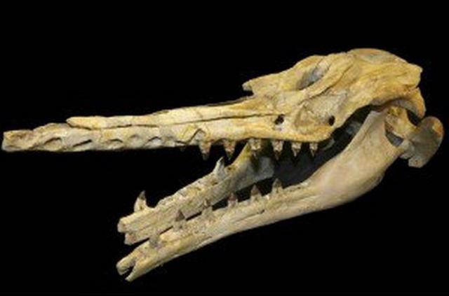 Egipto: Descubren nuevos fósiles de ballenas de hace 40 millones de años 