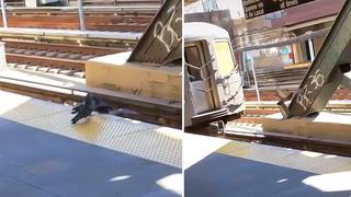 Dos palomas ‘asesinas’ empujan a otra a las vías de un metro en Nueva York | [VIDEO]