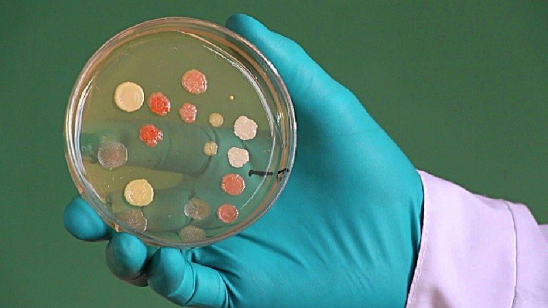 ¿Quién creó la caja de Petri?