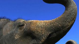 Elefante mata a un turista cuando les iban a tomar una foto