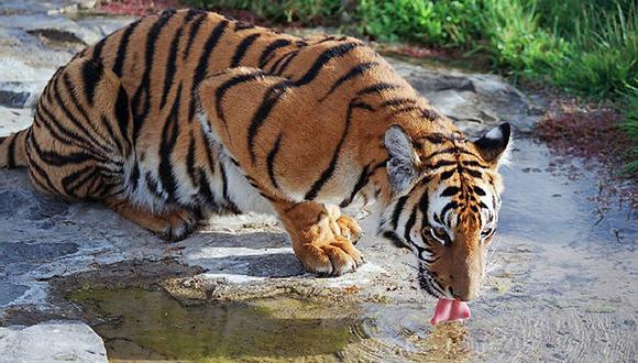​Envían ADN de tigre de Amoy al espacio para que alguien evite su extinción