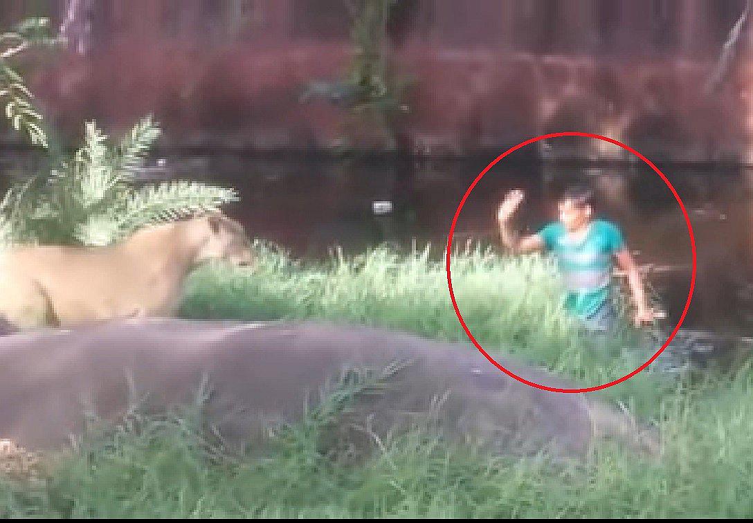 Hombre ebrio cae en medio de una manada de leones e increíblemente salva de morir (VIDEO) 