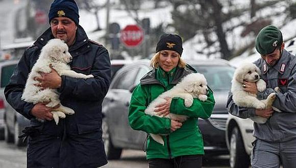 Italia: encuentran vivos a tres perritos en hotel sepultado por alud 