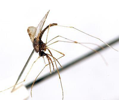 Olor de los pollos repele a un mosquito que transmite la malaria 