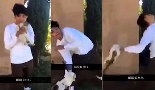 Maltrato animal: joven lanza gatito al aire y lo publica en redes sociales