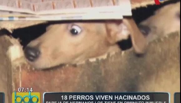 18 perros viven hacinados en inmueble de Barranco [VIDEO]