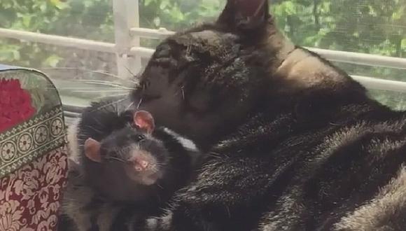 "Cariñitos" entre un gato y una rata: una amistad que sorprende en la red (VIDEO)