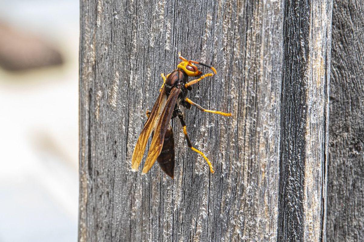 Las avispas son en realidad unas espectaculares controladoras de plagas de la naturaleza (Foto: Pixabay)
