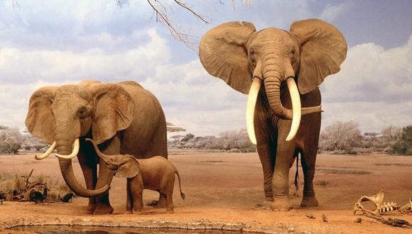 El elefante africano, condenado a la extinción por el tráfico de marfil 