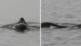 Animal con espalda de tortuga y cara de serpiente aparece en lago (VIDEO)