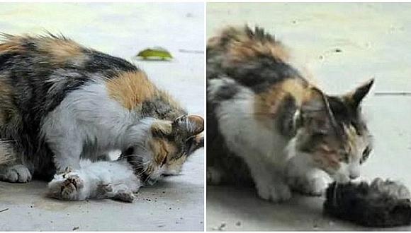 Mascotas: gatita intenta revivir a sus crías e imágenes conmueven en redes (FOTOS)