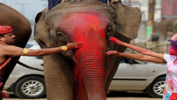 Elefante es nombrado patrimonio nacional de la India 