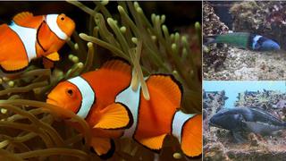 ​Peces como el famoso Nemo cambian de sexo de hembra a macho