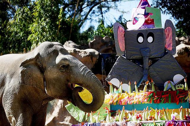 ​Elefanta Trompita celebra su 57 cumpleaños con fiestión (FOTOS Y VIDEO)