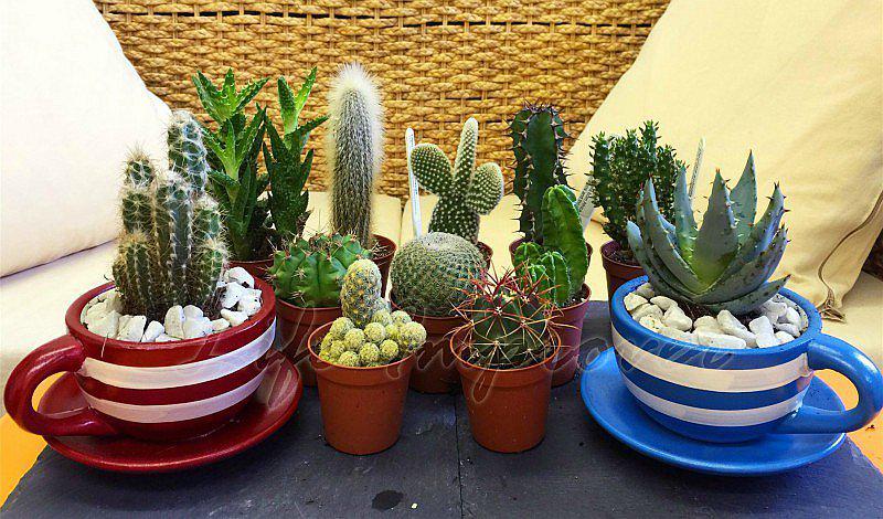 ¡Adiós a las malas energías! 5 plantas para atraer la buena vibra al trabajo