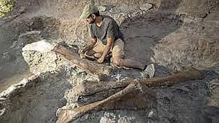 ​Descubren nuevo tipo de dinosaurio a partir de un fósil mal identificado