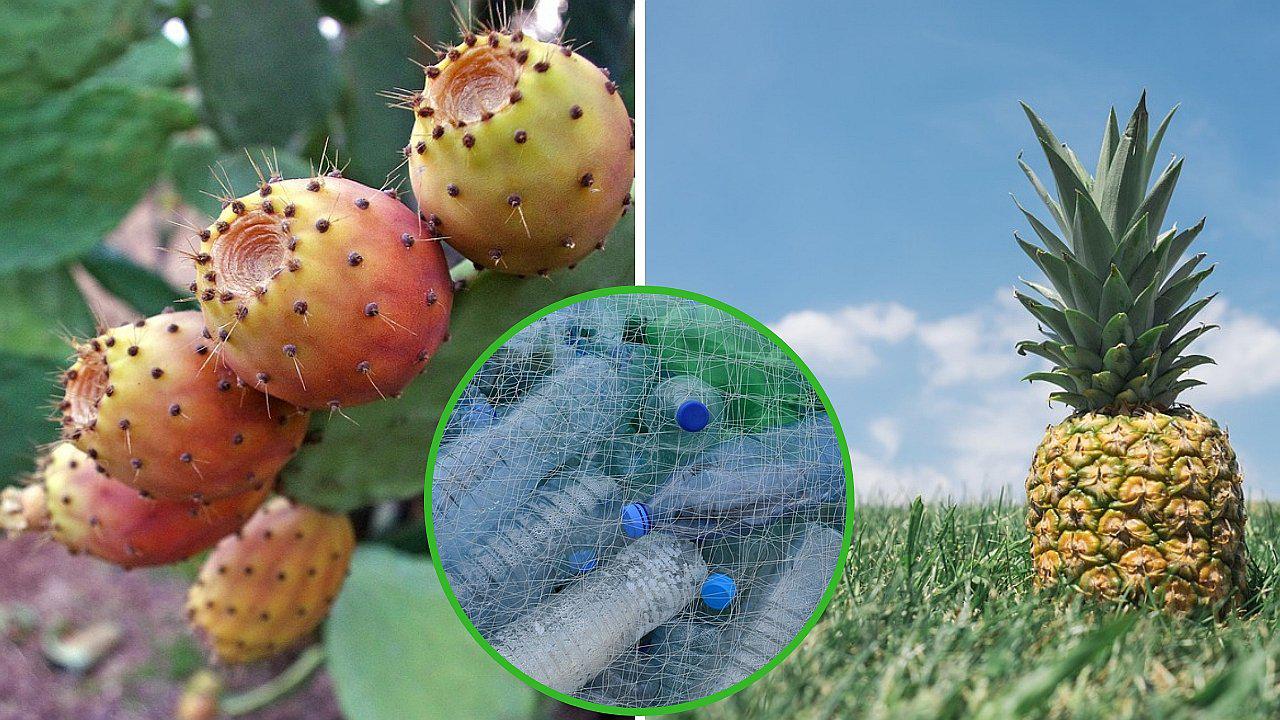 Cáscara de la piña y la tuna podrían sustituir a los empaques de plástico 