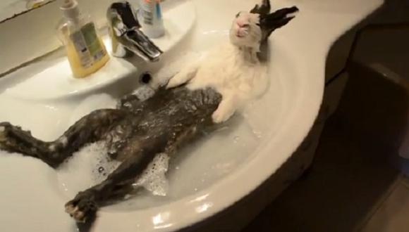 Conejo toma un baño de tina y se rejala hasta quedarse dormido [VIDEO]