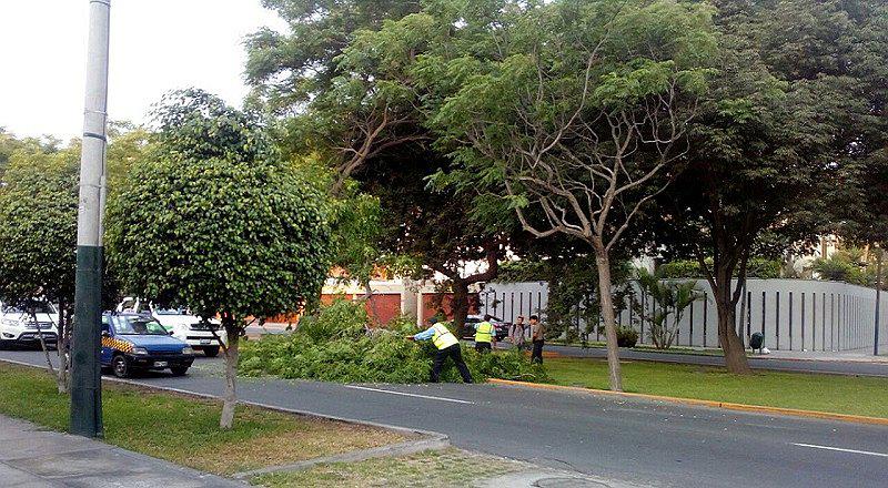 Surco: árbol se cae en la avenida Velasco Astete