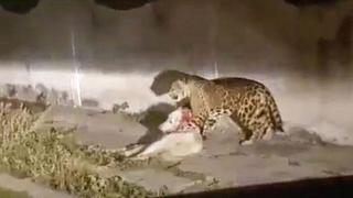 Policía asesina a jaguar, animal en peligro de extinción, y lo “justifican”