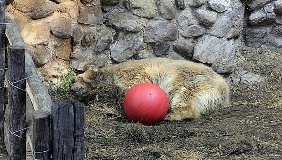 Argentina: Muere 'Arturo', el oso polar 'más triste del mundo' tras larga agonía  [VIDEO]