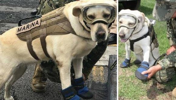 ​Frida, la perra heroína del terremoto, se jubila con honores