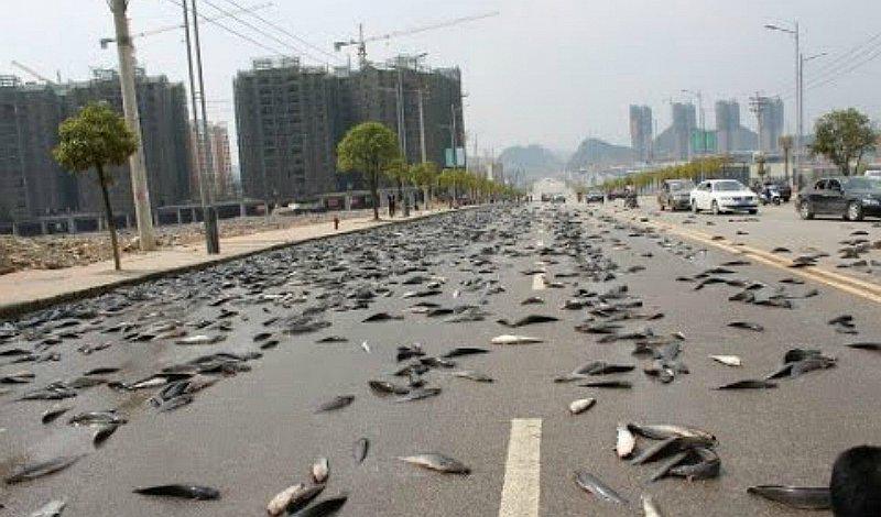 ¡Rarísimo! Conoce el misterio de la lluvia de peces en Honduras